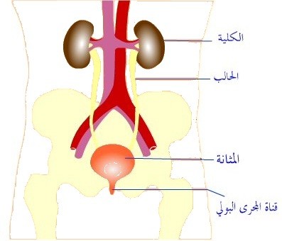 اسباب و علاج التهاب المسالك البولية