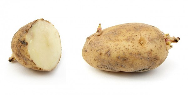نجيل الأساسي معجب  كيفية زراعة البطاطس في المنزل؟ - المندب