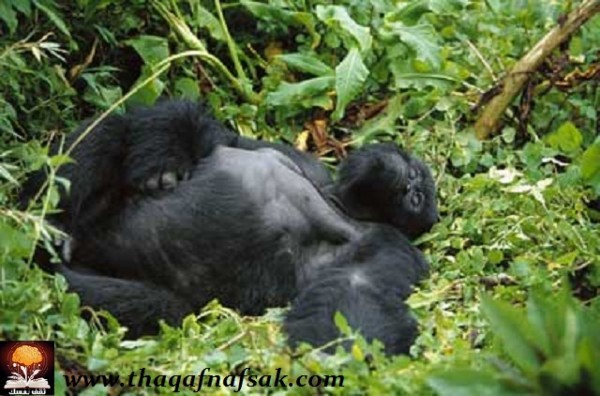 ثقف نفسك بهذه المعلومات السريعة