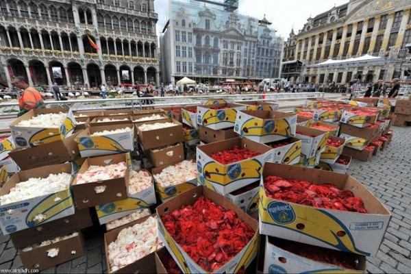 سجادة الزهور في بروكسيل – سجادة من 700000 زهرة