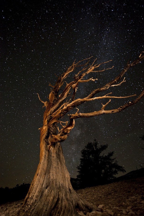 تعرف معنا على عينات ’’ لاقدم شجرة‘‘ في العالم بالصور