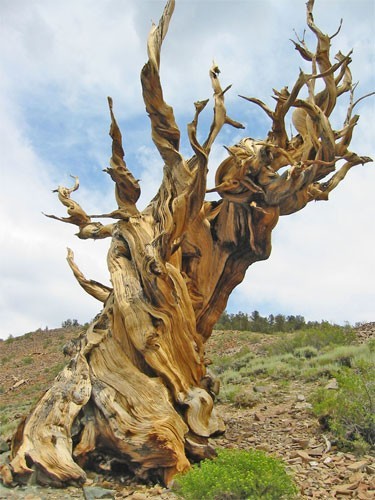 تعرف معنا على عينات ’’ لاقدم شجرة‘‘ في العالم بالصور