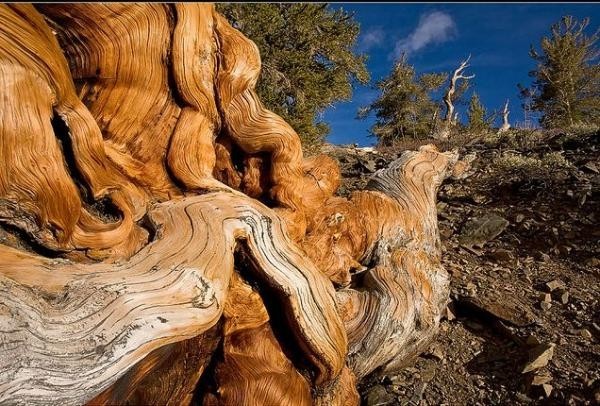 تعرف معنا على عينات ’’ لاقدم شجرة‘‘ في العالم بالصور