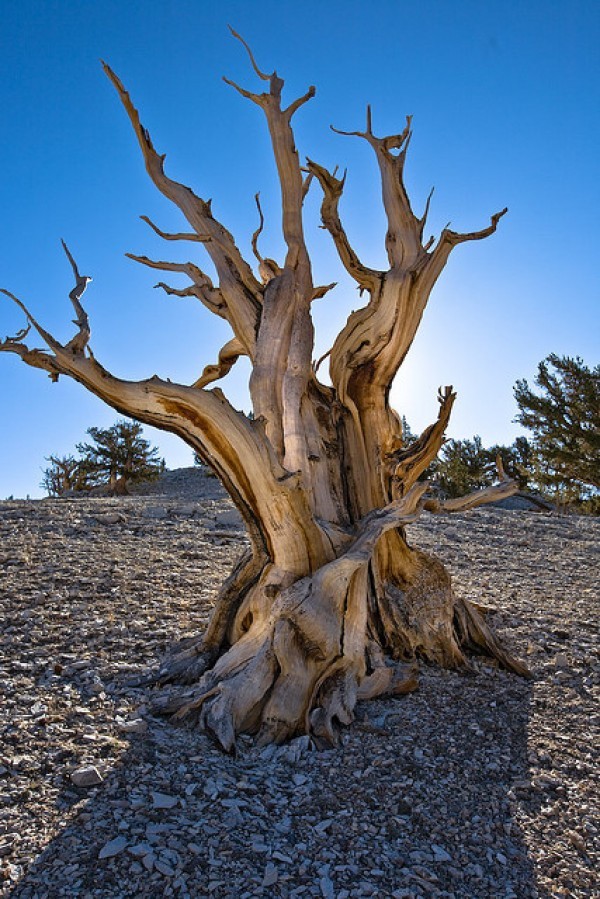 تعرف معنا على عينات ’’ لاقدم شجرة‘‘ في العالم بالصور
