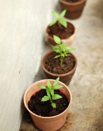 بعض النصائح للزراعة المنزلية في حيز محدود