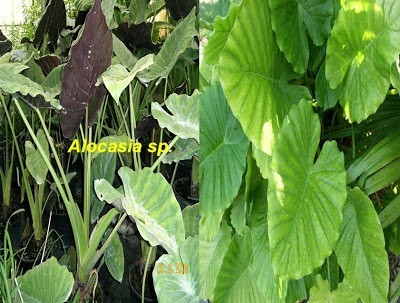 بعض النصائح للزراعة المنزلية في حيز محدود