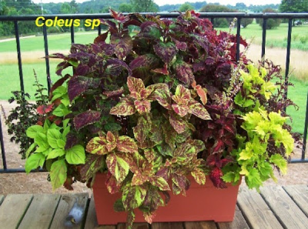 بعض النصائح للزراعة المنزلية في حيز محدود