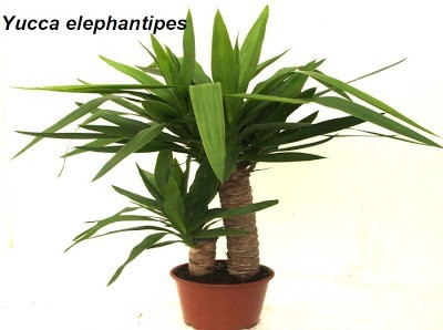 بعض النصائح للزراعة المنزلية في حيز محدود