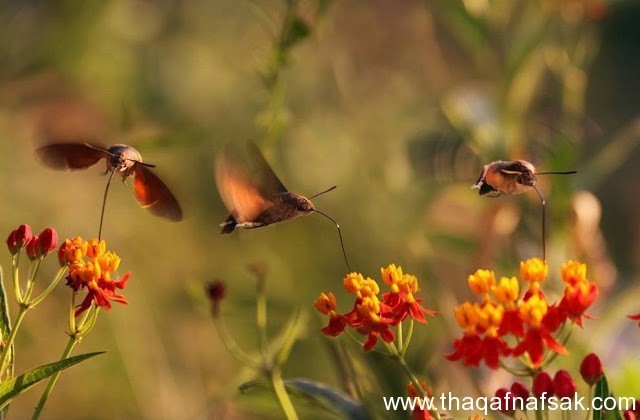 رحلة مذهلة مع فراشة طائر الطنان