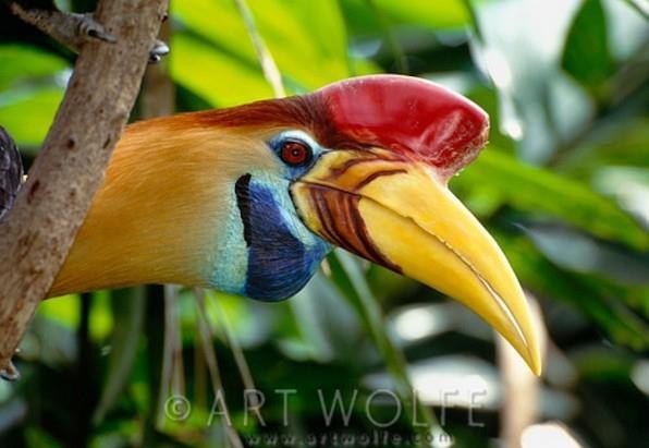 من أجمل طيور العالم ’’ طائر البوقير ذو الإكليل الأحمر ‘‘