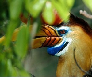 من أجمل طيور العالم ’’ طائر البوقير ذو الإكليل الأحمر ‘‘