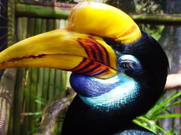 من أجمل طيور العالم ’’ طائر البوقير ذو الإكليل الأحمر ‘‘