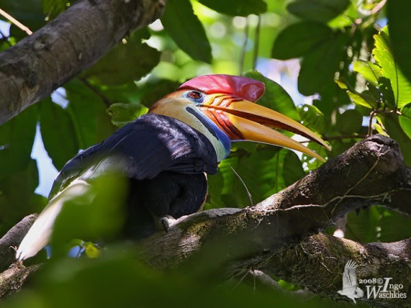 من أجمل طيور العالم ’’ طائر البوقير ذو الإكليل الأحمر ‘‘