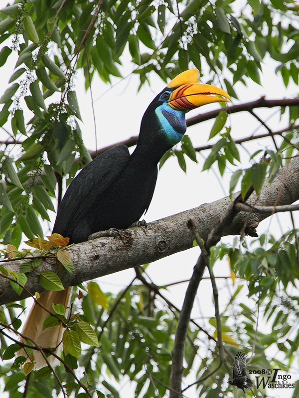 من أجمل طيور العالم ’’ طائر البوقير ذو الإكليل الأحمر ‘‘