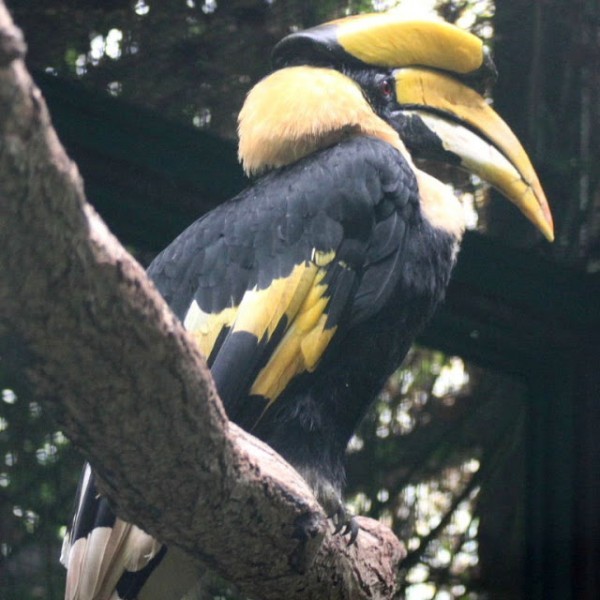 من أجمل طيور العالم ’’ طائر البوقير ذو الإكليل الأحمر ‘‘