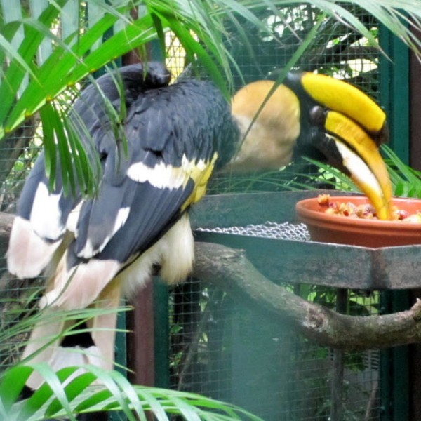 من أجمل طيور العالم ’’ طائر البوقير ذو الإكليل الأحمر ‘‘