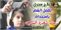 كيف تستخدم زيت شجرة الشاي للتخلص من قمل الشعر كيف تستخدم زيت شجرة الشاي للتخلص من قمل الشعر