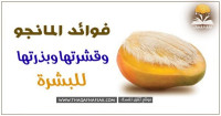 فوائد المانجو وقشر المانجو للبشرة + وصفات ماسك المانجو المتعددة للبشرة