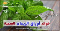فوائد الريحان ٢٢ مُعجزة في هذه العُشبة فوائد الريحان ٢٢ مُعجزة في هذه العُشبة