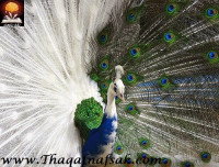 طاووس نصفه أبيض والنصف الآخر أزرق