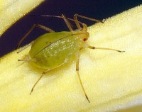 أبقار النمل ” دودة المن ” ، هل تتوقع أن للنمل أبقار ؟ أبقار النمل ” دودة المن ” ، هل تتوقع أن للنمل أبقار ؟