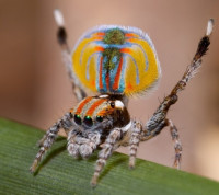 عنكبوت الطاووس من أجمل عناكب العالم عنكبوت الطاووس من أجمل عناكب العالم