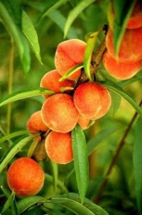 ’’الخوخ‘‘ بين فوائدة الصحية و قيمته الغذائية