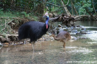 الشبنم الجنوبى “الكاسوري” أخطر أنواع الطيور على وجه الأرض.