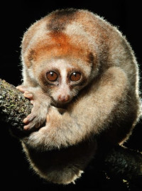 إكتشاف أحد الأوليات السامة في بورنيو