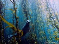 أفضل صور لما تحت الماء أفضل صور لما تحت الماء