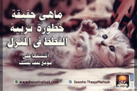 حقيقة خطورة تربية القطط في المنزل حقيقة خطورة تربية القطط في المنزل