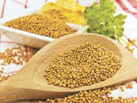 أهم و أبرز فوائد الخردل للصحة ستجعلك تهتم بتناوله من اليوم