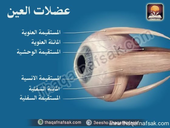 بالصور أسرار لا تعرفها كيف يتم فحص العين ؟ وكيف تفحص عينك بنفسك