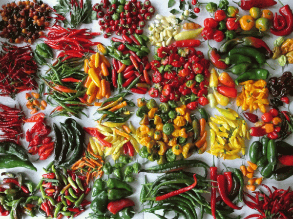 لكل من يحب الأكل الحار ما هي فوائد الاكل الحار