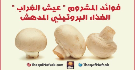 فوائد المشروم عيش الغراب