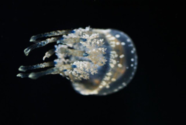 12 معلومة سريعة و جديدة من أعماق البحار