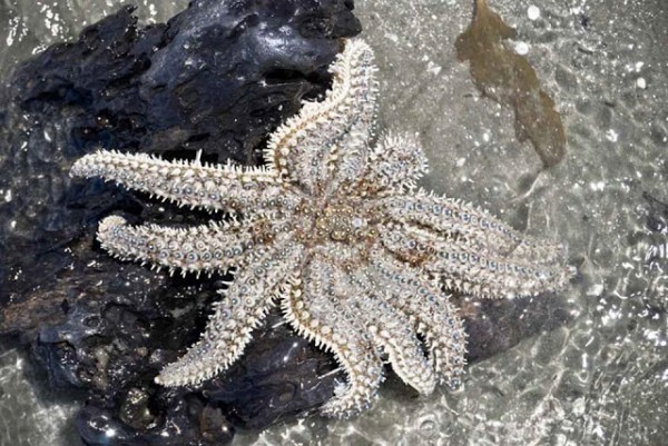 12 معلومة سريعة و جديدة من أعماق البحار