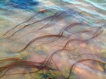 12 معلومة سريعة و جديدة من أعماق البحار