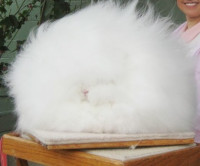 بالصور شاهد أرنب الأنجورا أغرب أرنب بالعالم