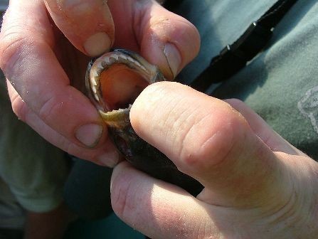 سمك البيرانا المتوحش