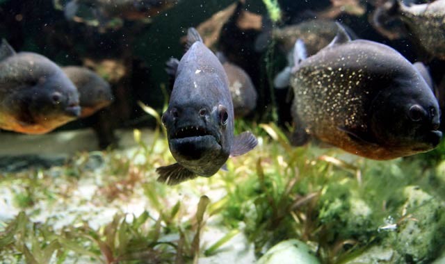 سمك البيرانا المتوحش