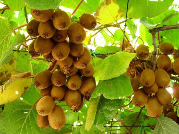 ماذا تعرف عن فاكهة الكيوي – تكوينها ، وصفها و فوائدها ؟