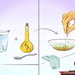 بالصور خطوة بخطوة طريقة زراعة بذور الطماطم وكيف يمكنك القيام بزراعتها