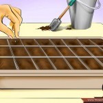 بالصور خطوة بخطوة طريقة زراعة بذور الطماطم وكيف يمكنك القيام بزراعتها