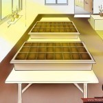 بالصور خطوة بخطوة طريقة زراعة بذور الطماطم وكيف يمكنك القيام بزراعتها