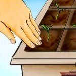 بالصور خطوة بخطوة طريقة زراعة بذور الطماطم وكيف يمكنك القيام بزراعتها