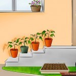 بالصور خطوة بخطوة طريقة زراعة بذور الطماطم وكيف يمكنك القيام بزراعتها