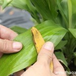 بالصور كيف تستفيد من قشر الموز ١٢ استفادة خيالية