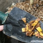 بالصور كيف تستفيد من قشر الموز ١٢ استفادة خيالية