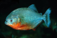 سمك البيرانا المتوحش